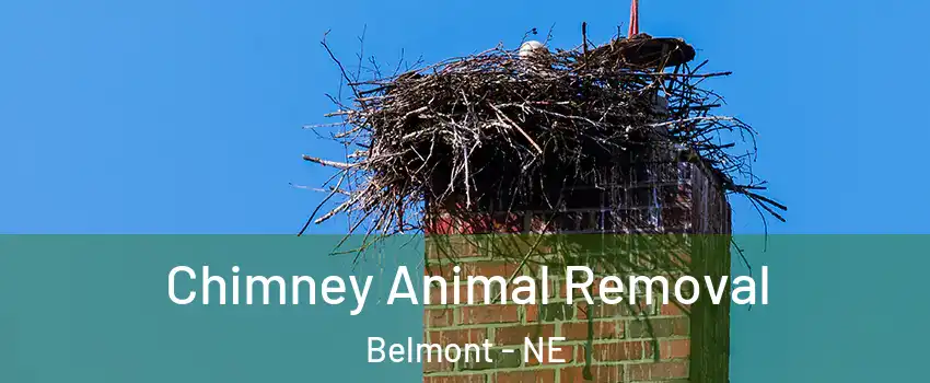 Chimney Animal Removal Belmont - NE