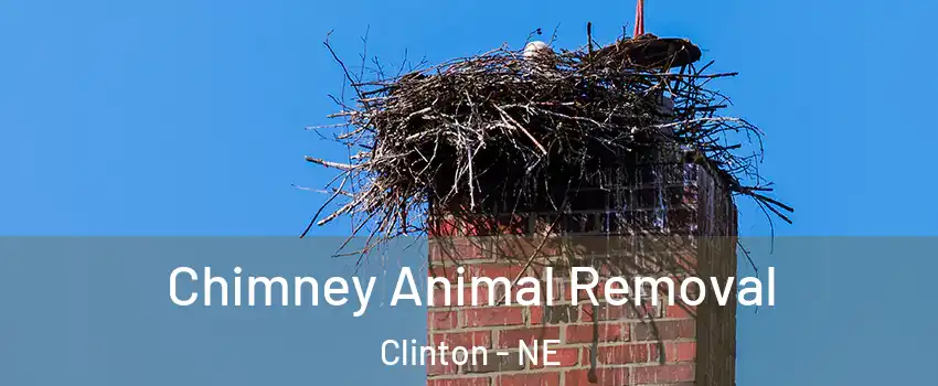 Chimney Animal Removal Clinton - NE