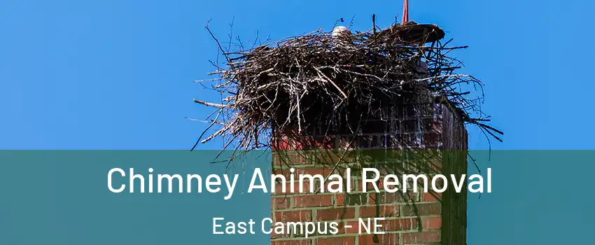 Chimney Animal Removal East Campus - NE