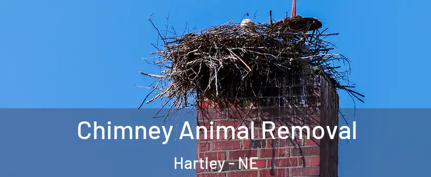 Chimney Animal Removal Hartley - NE