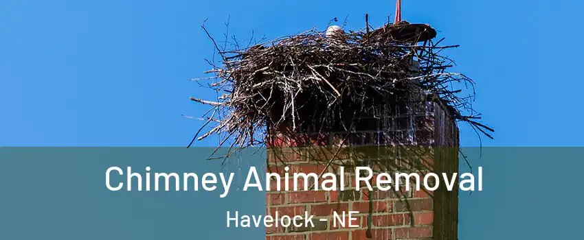 Chimney Animal Removal Havelock - NE