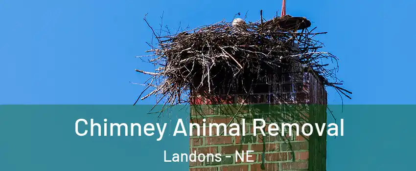 Chimney Animal Removal Landons - NE