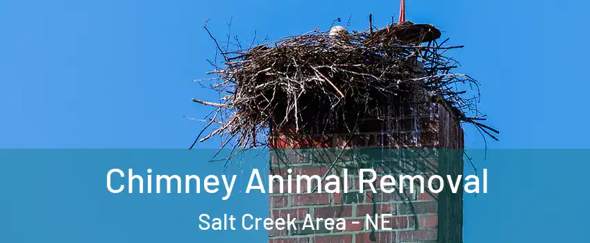 Chimney Animal Removal Salt Creek Area - NE