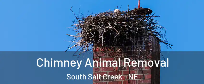 Chimney Animal Removal South Salt Creek - NE