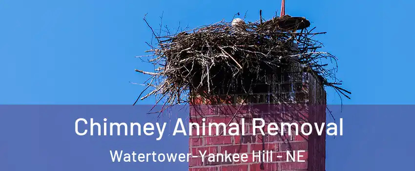 Chimney Animal Removal Watertower-Yankee Hill - NE